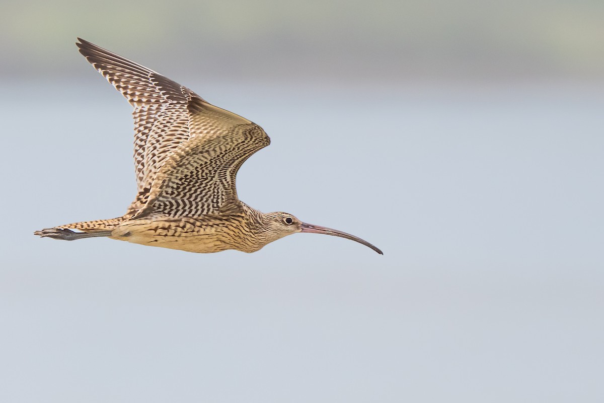 黦鷸 - ML647307867