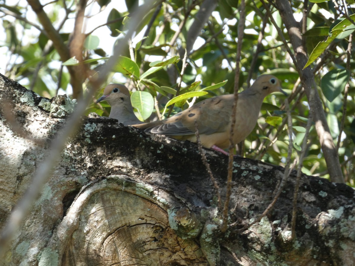 Mourning Dove - ML647307868