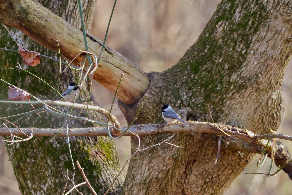 Carolina Chickadee - ML647307872
