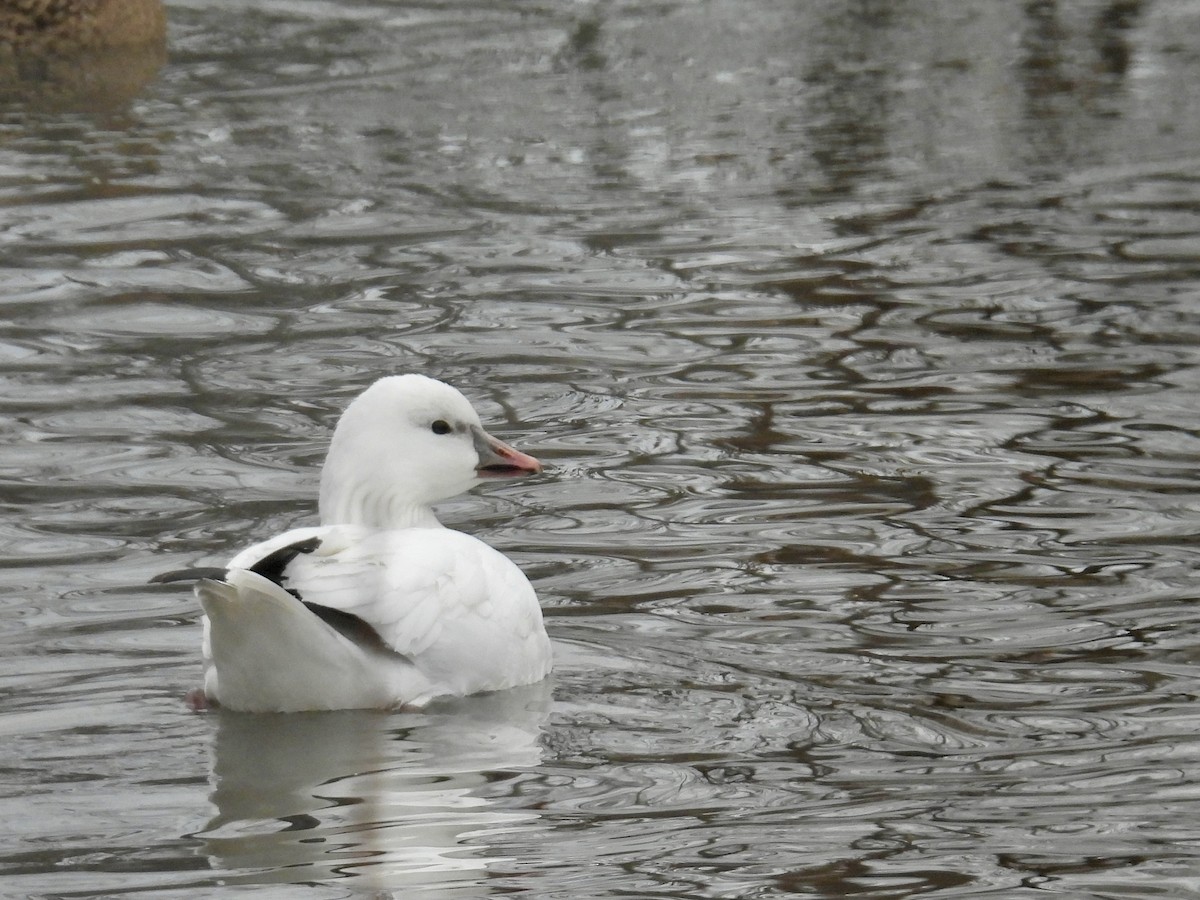 Ross's Goose - ML647307876
