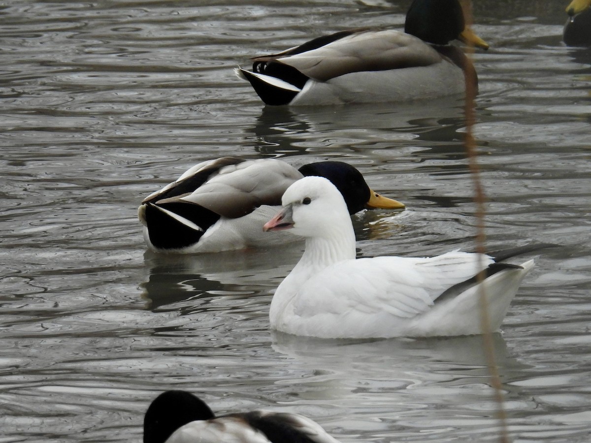 Ross's Goose - ML647307877