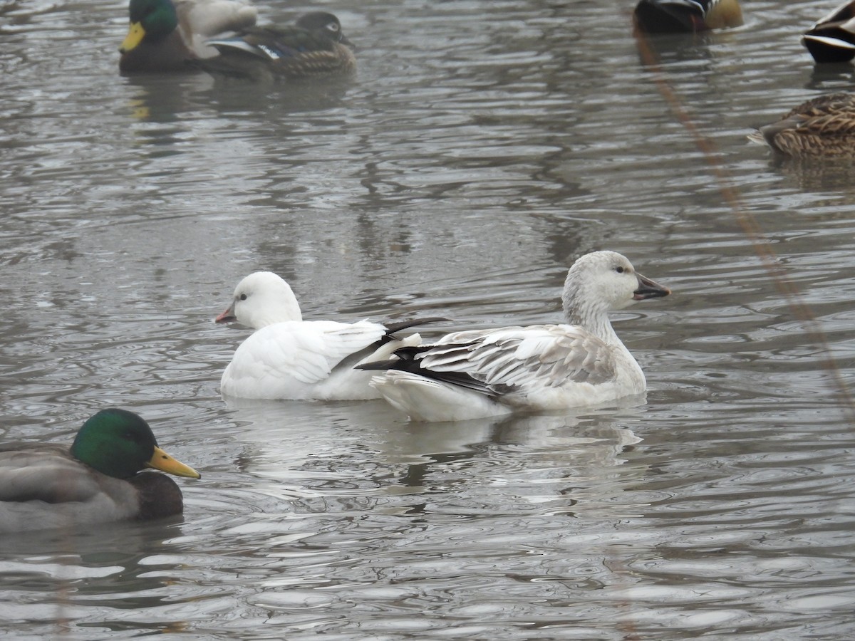 Ross's Goose - ML647307878