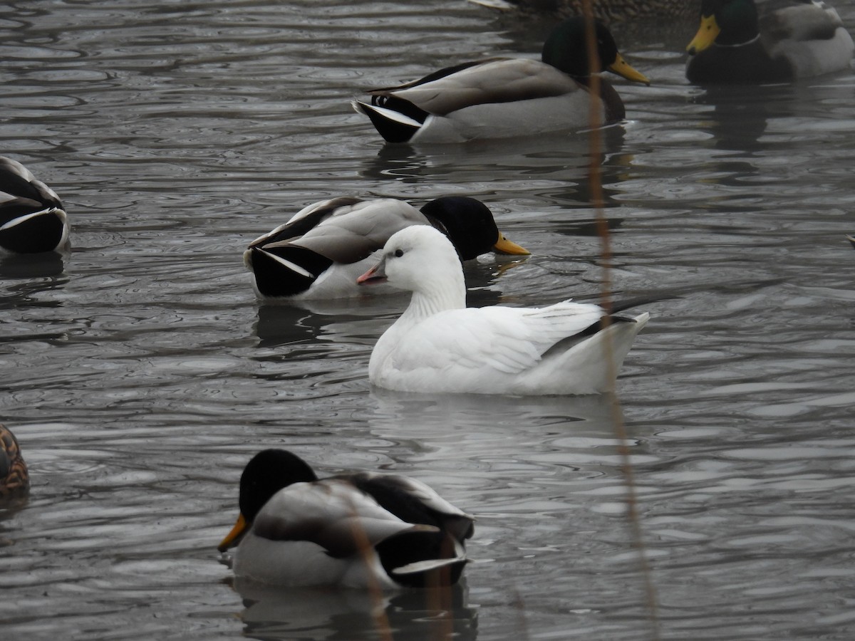 Ross's Goose - ML647307879