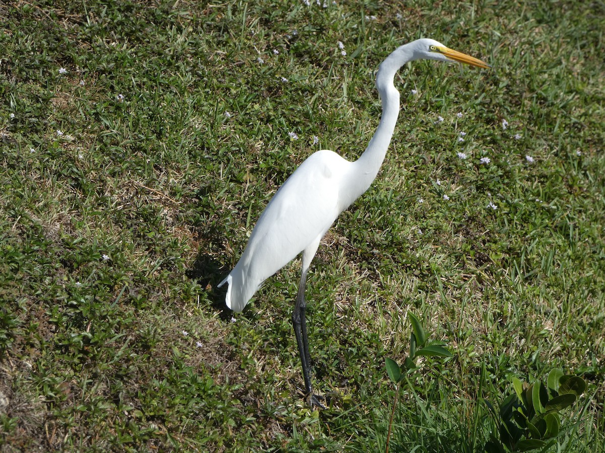 大白鷺 - ML647307880