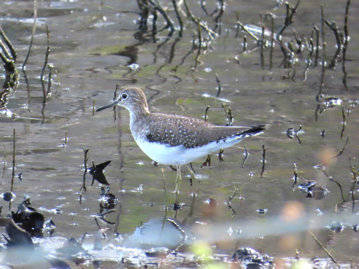 Solitary Sandpiper - ML647307881