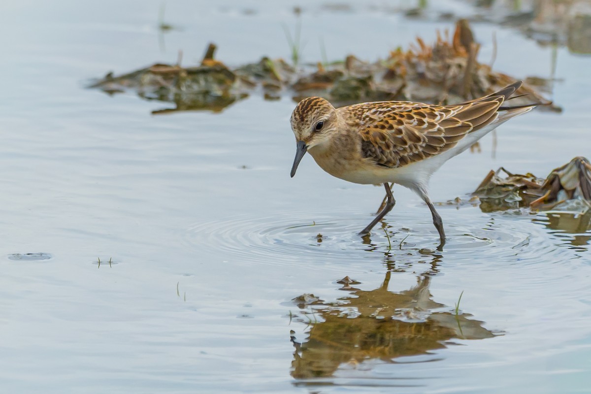 紅胸濱鷸 - ML647307884