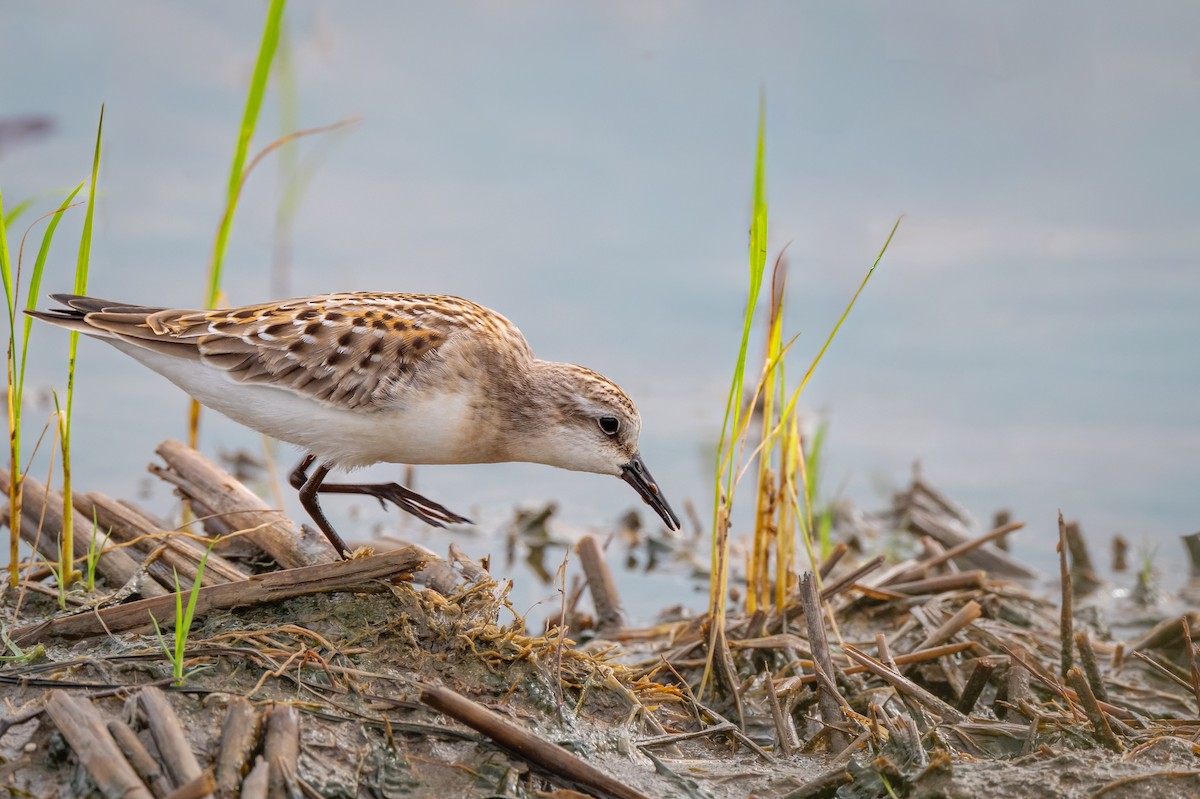 紅胸濱鷸 - ML647307890