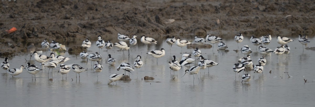 tenkozobec opačný - ML647307891