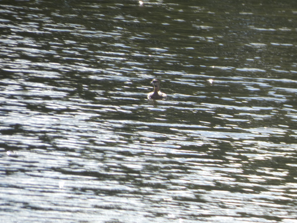 Pied-billed Grebe - ML647307896