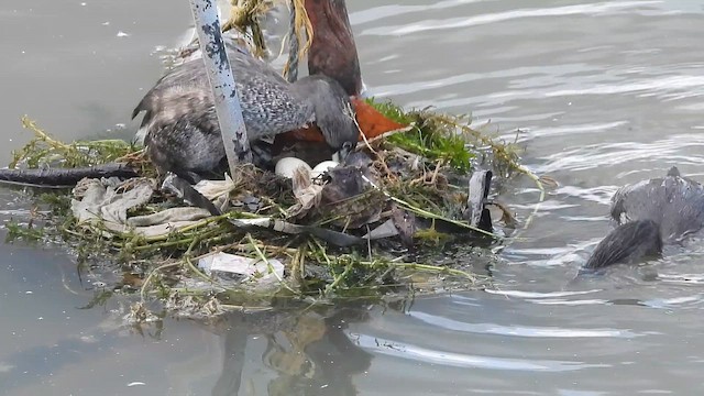 Pied-billed Grebe - ML647307906