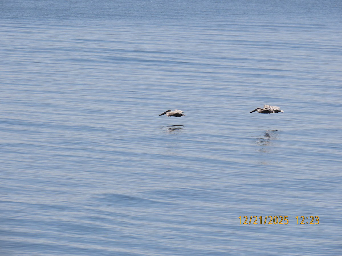 Brown Pelican - ML647307911