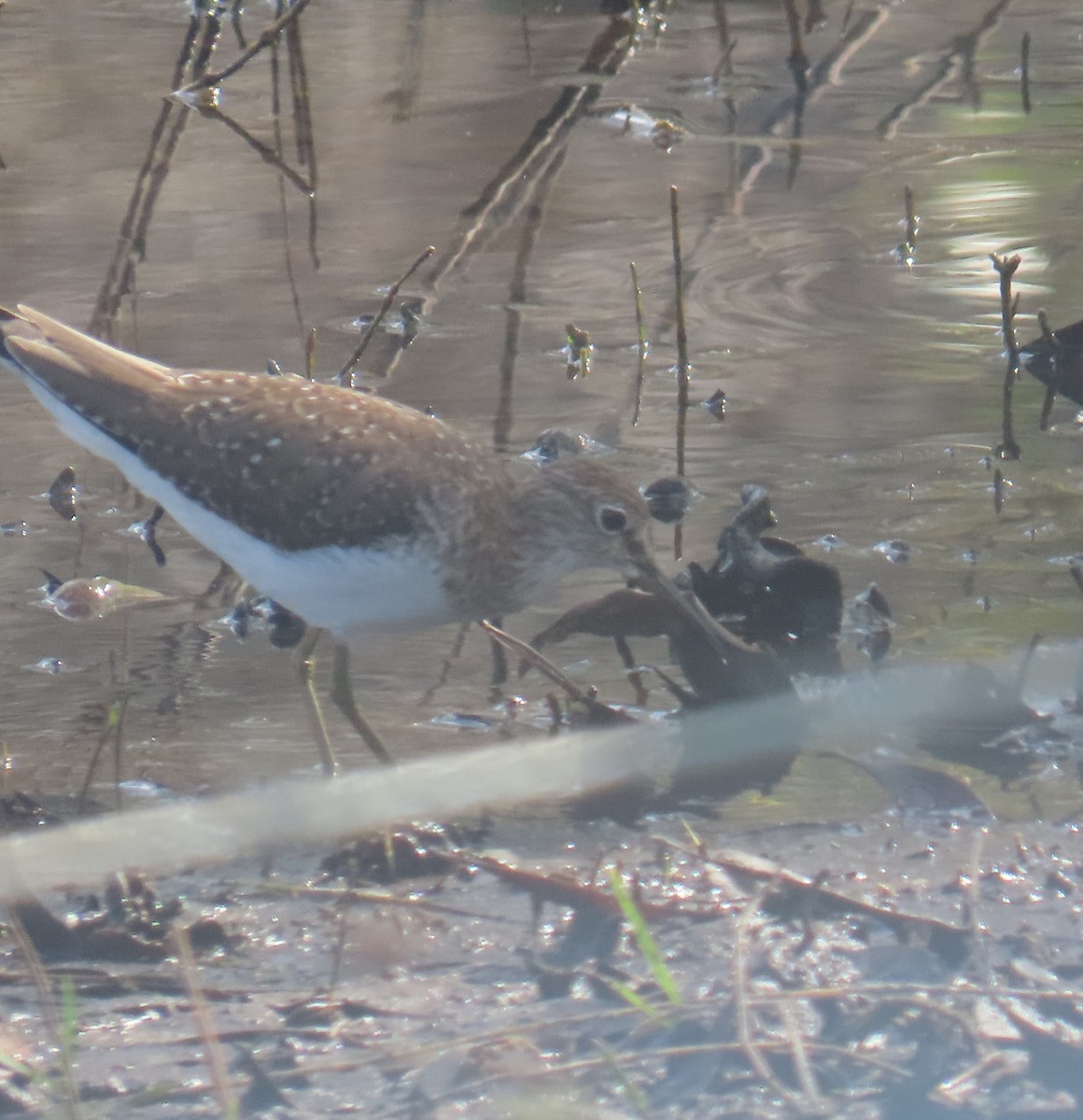 Solitary Sandpiper - ML647307914