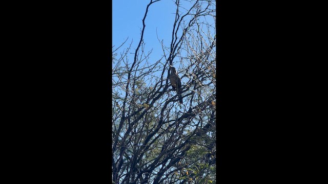 Curve-billed Thrasher - ML647307924