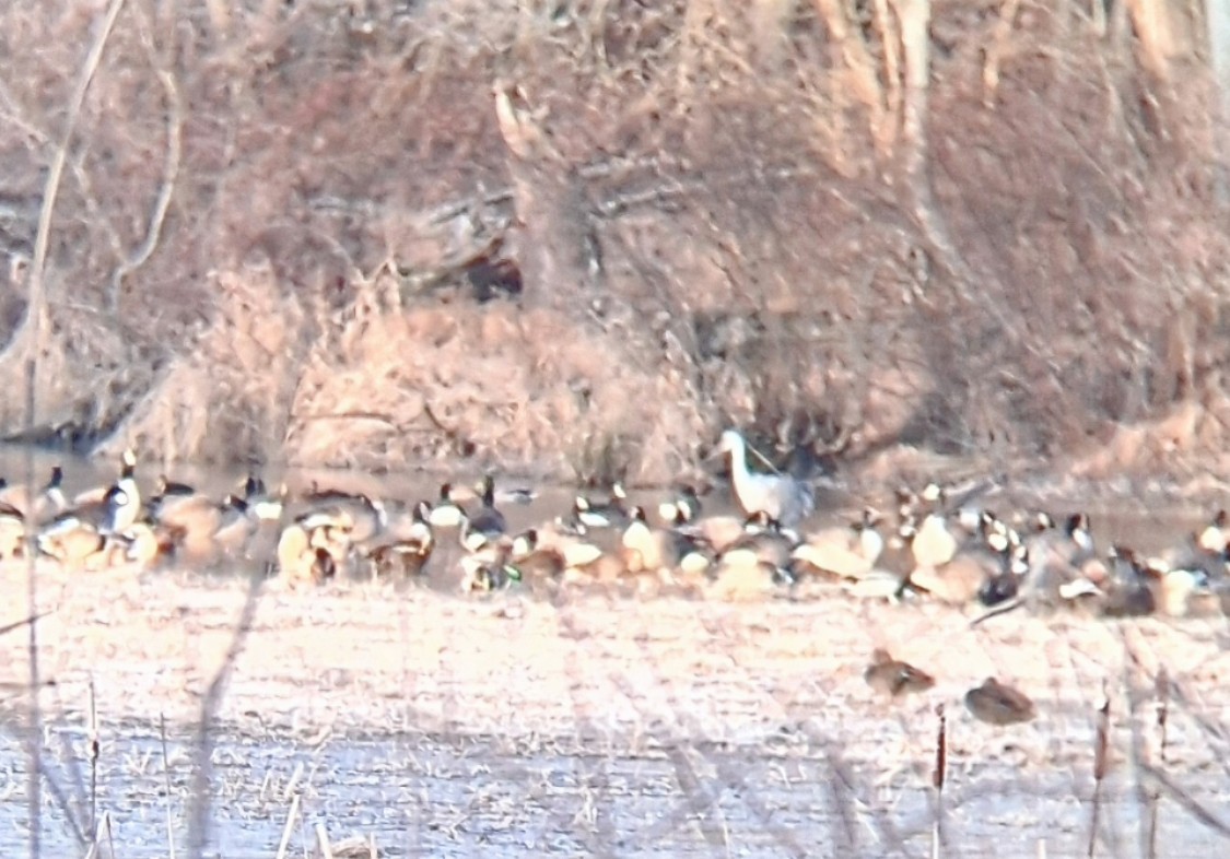 Журавель канадський - ML647307938