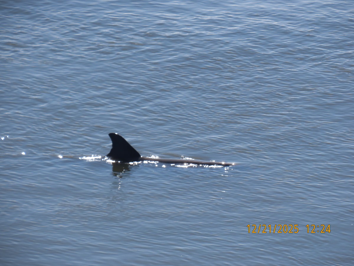 Animali - ML647307939