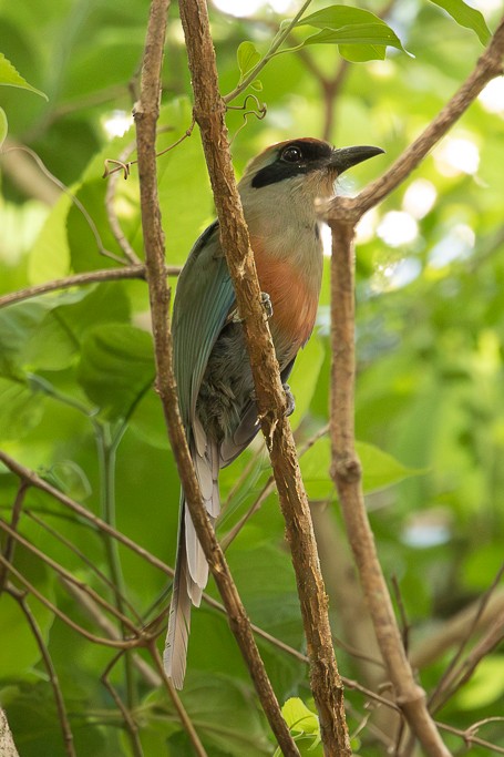 Kızıl Kuşaklı Motmot - ML647307945