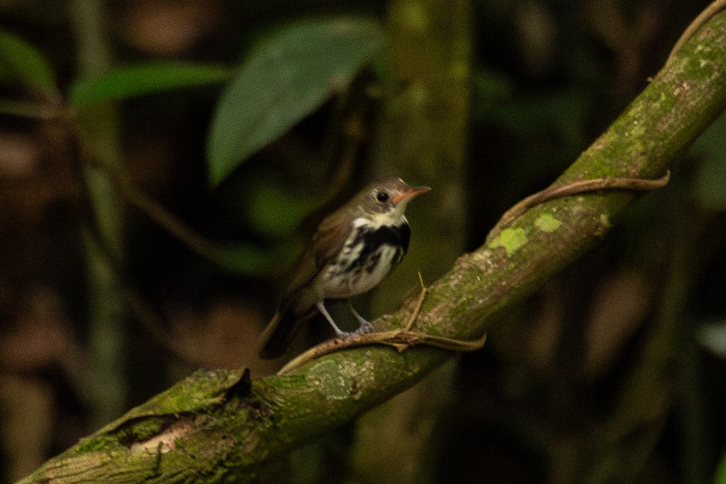 Atlantik Karınca Tiranı - ML647307968