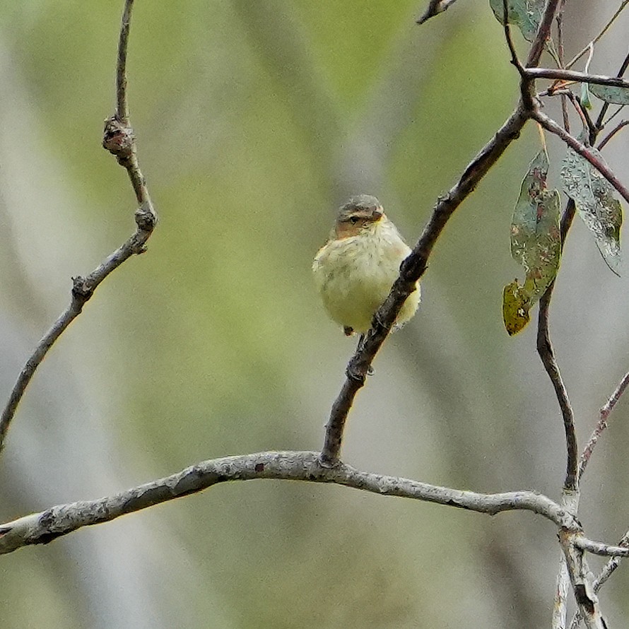 stumpnebb - ML647307978