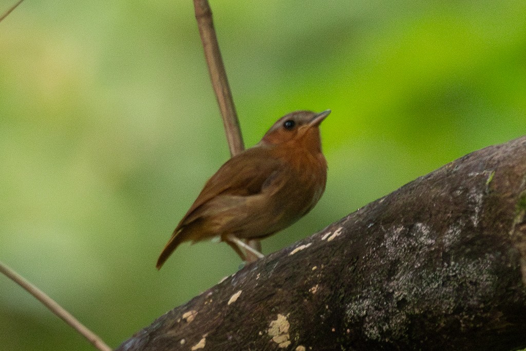 Kızıl Bityiyen - ML647307984