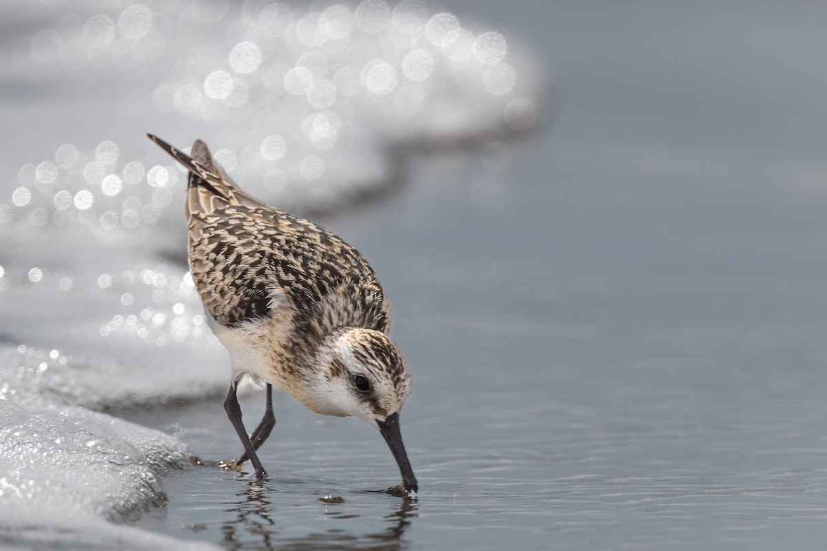 三趾濱鷸 - ML647307991