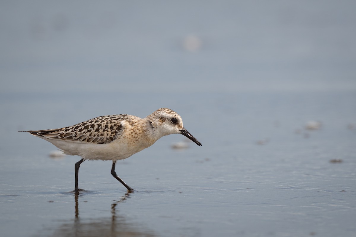 三趾濱鷸 - ML647307992