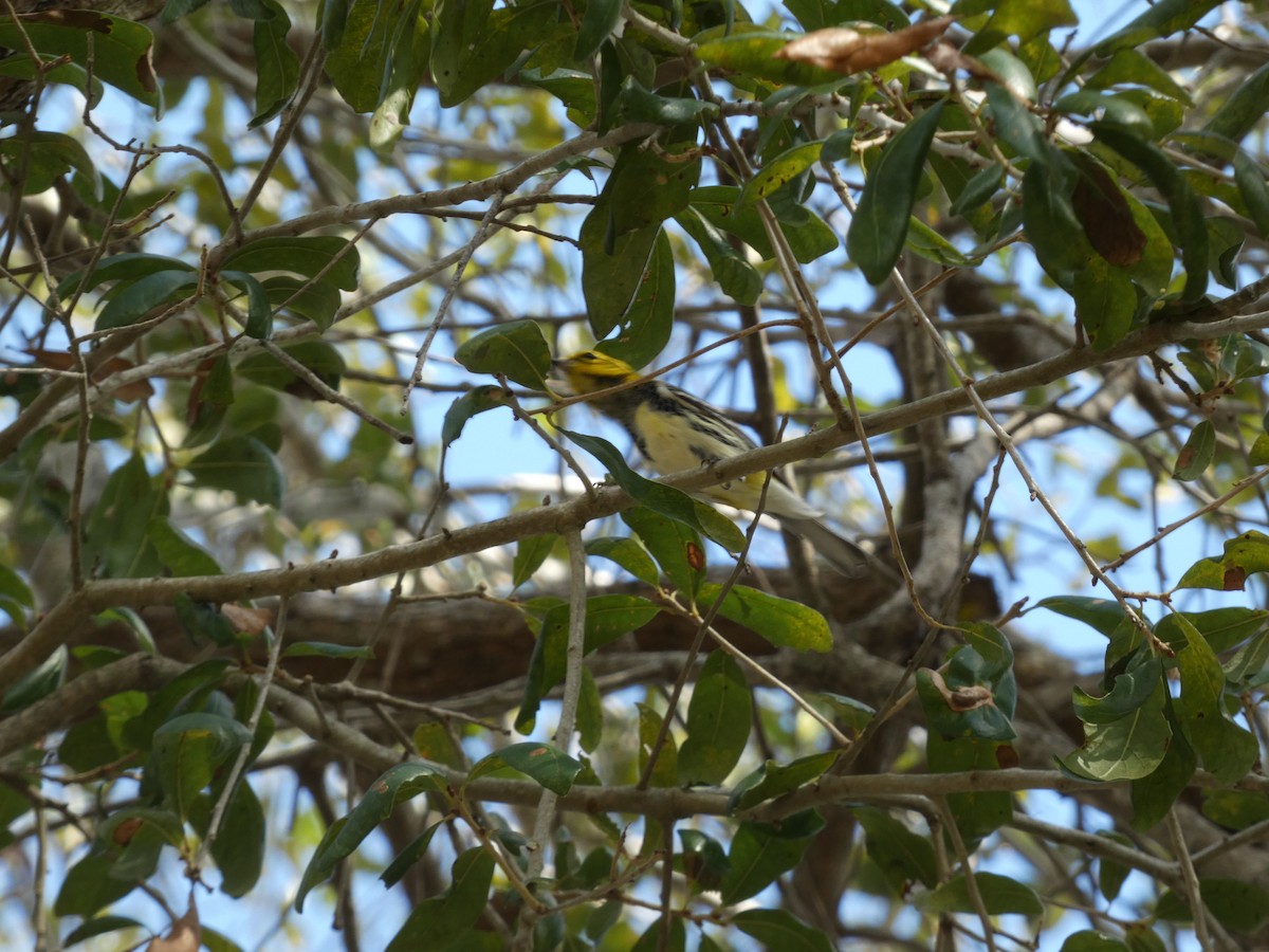Black-throated Green Warbler - ML647308006