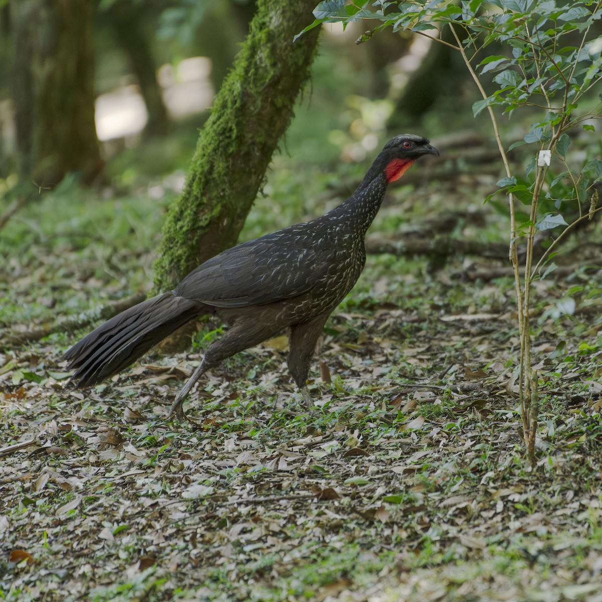 クロアシシャクケイ - ML647308010