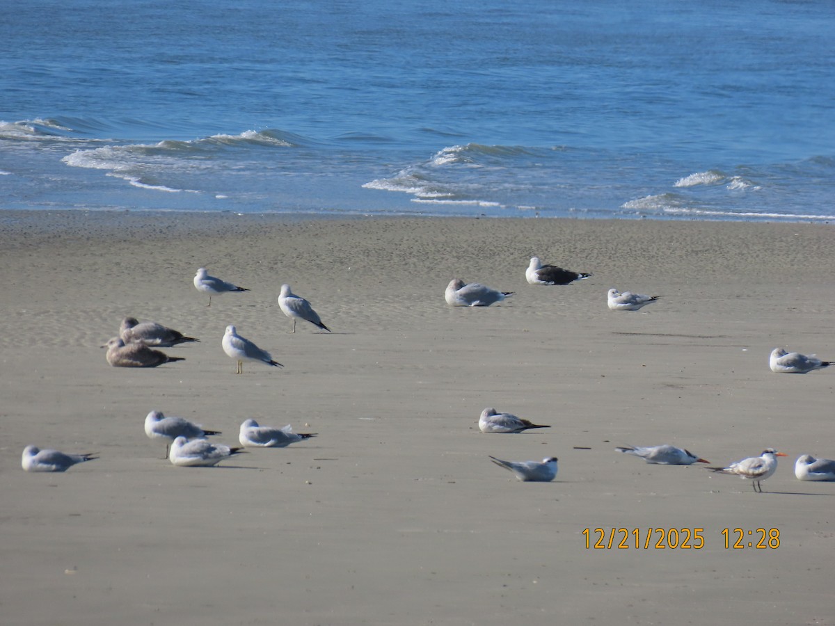 Mugnaiaccio - ML647308012