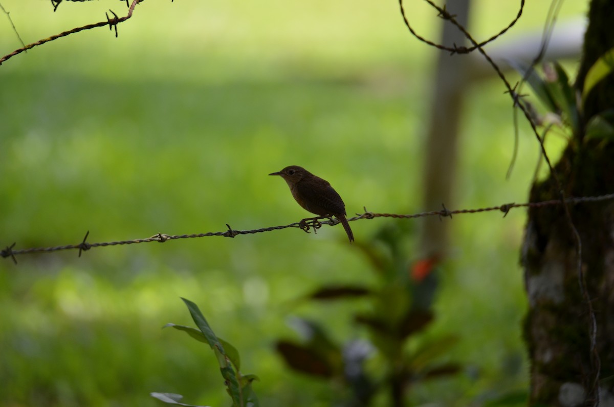 Southern House Wren - ML647308017