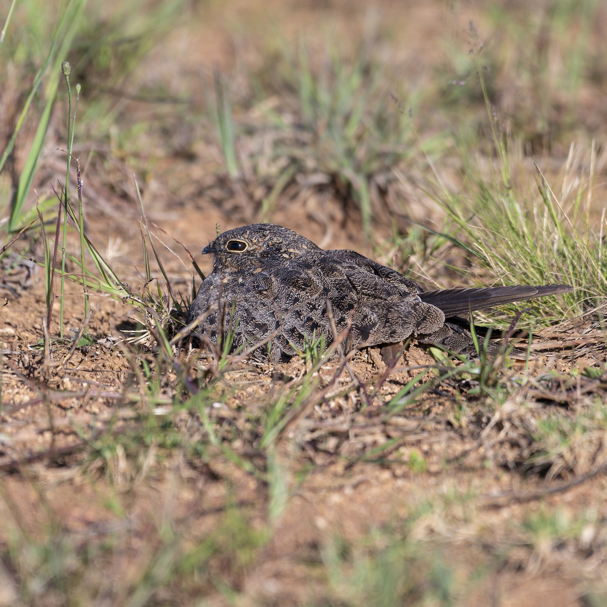 シロハラヨタカ - ML647308027