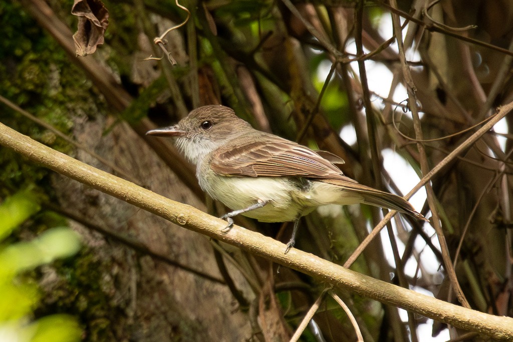 Swainson Sinekkapanı - ML647308031