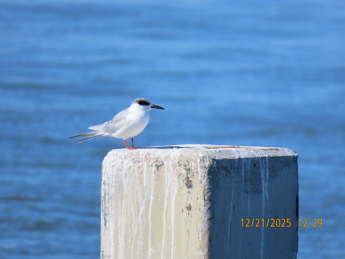 Forster's Tern - ML647308033