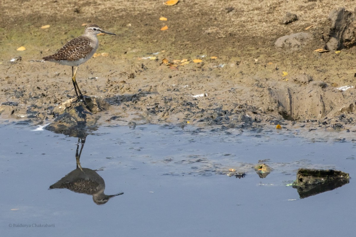 vodouš bahenní - ML647308038