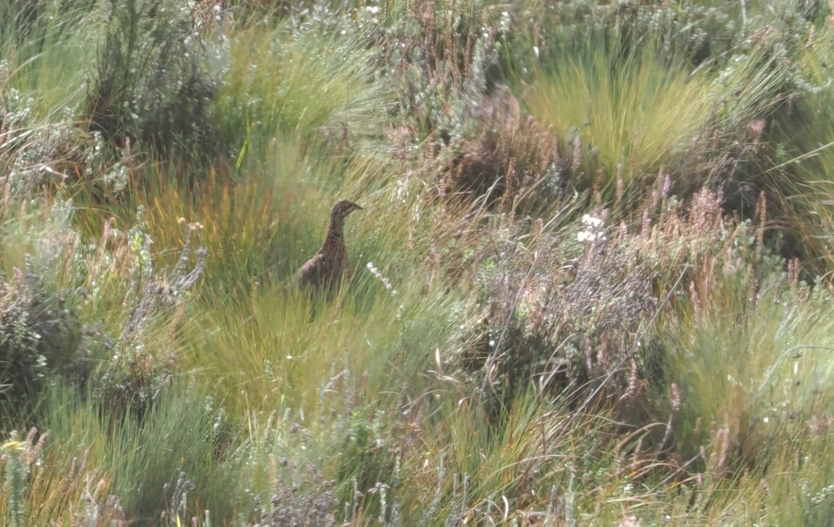 Elgon Francolin - ML647308076