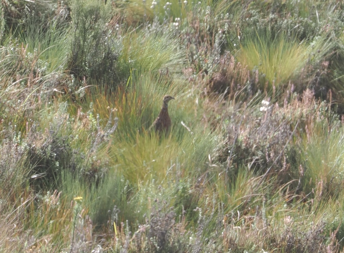 Elgon Francolin - ML647308077