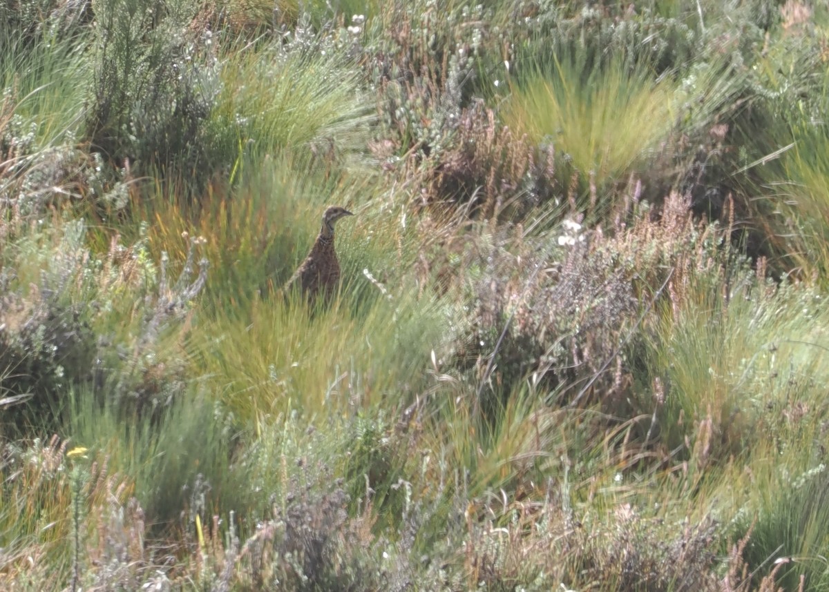 Elgon Francolin - ML647308078