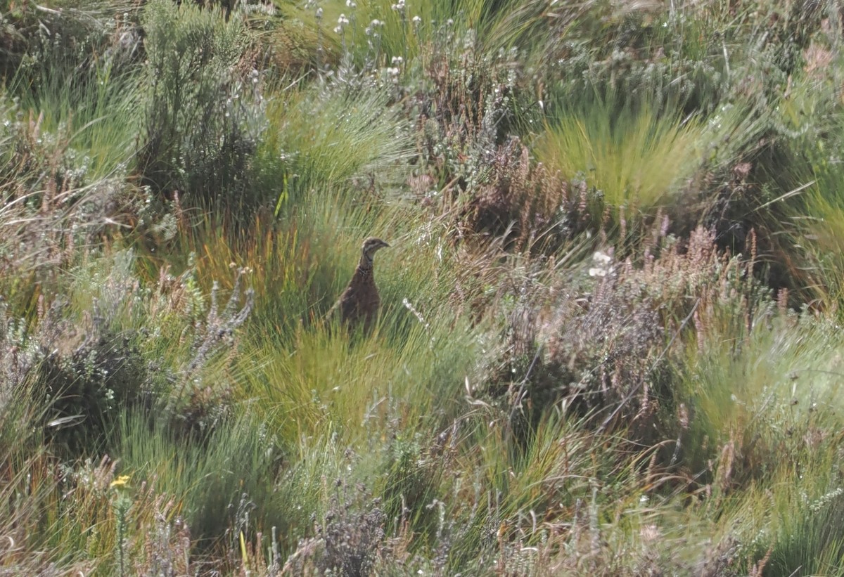 Elgon Francolin - ML647308079