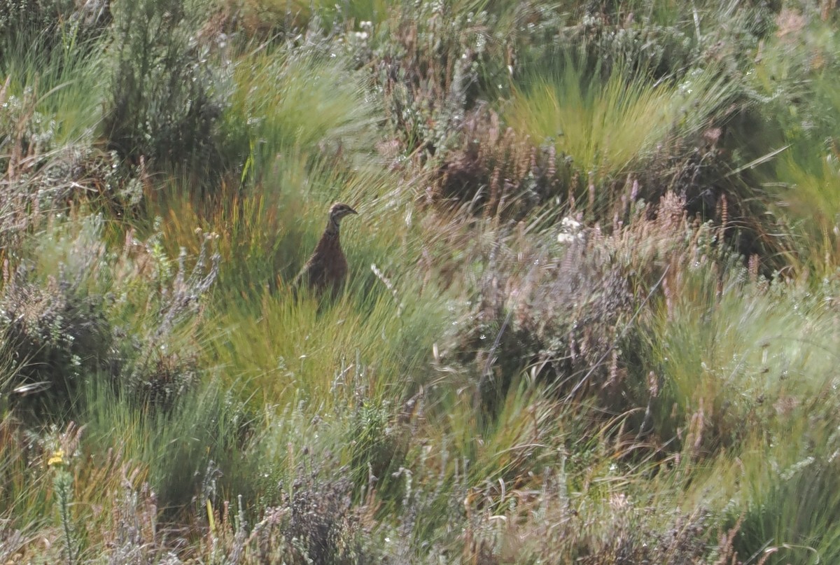 Elgon Francolin - ML647308080