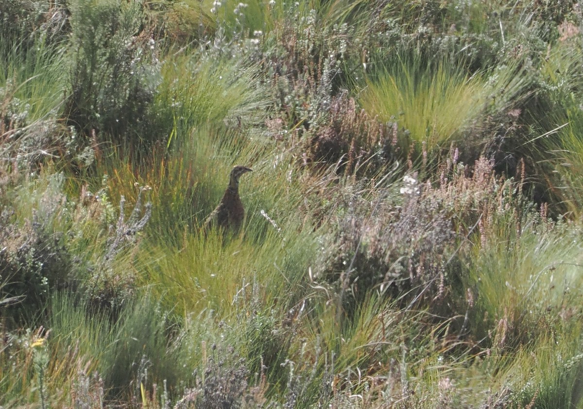 Elgon Francolin - ML647308081