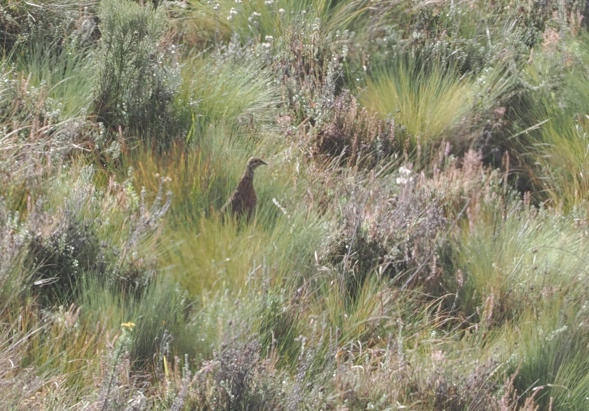 Elgon Francolin - ML647308082