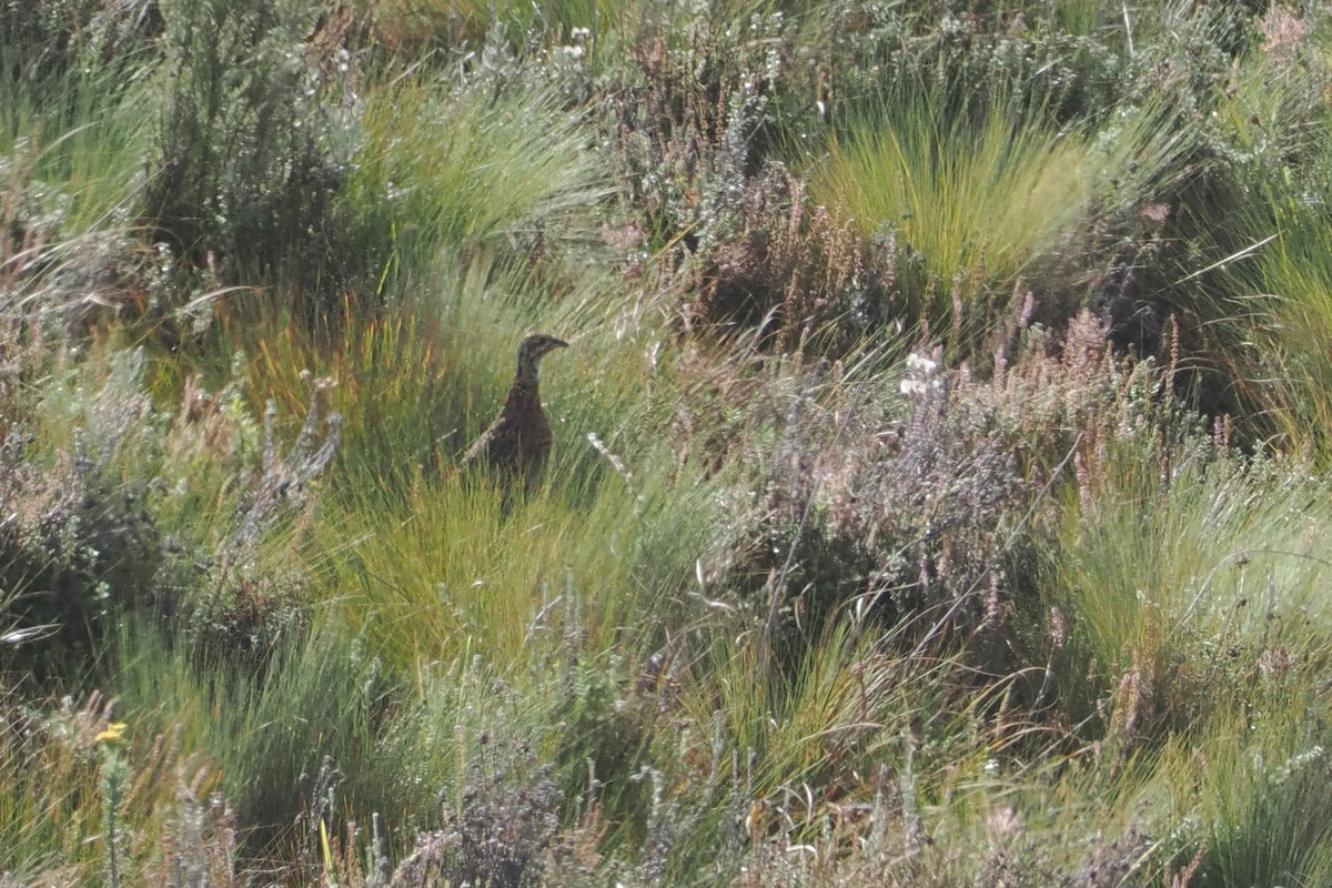 Elgon Francolin - ML647308083