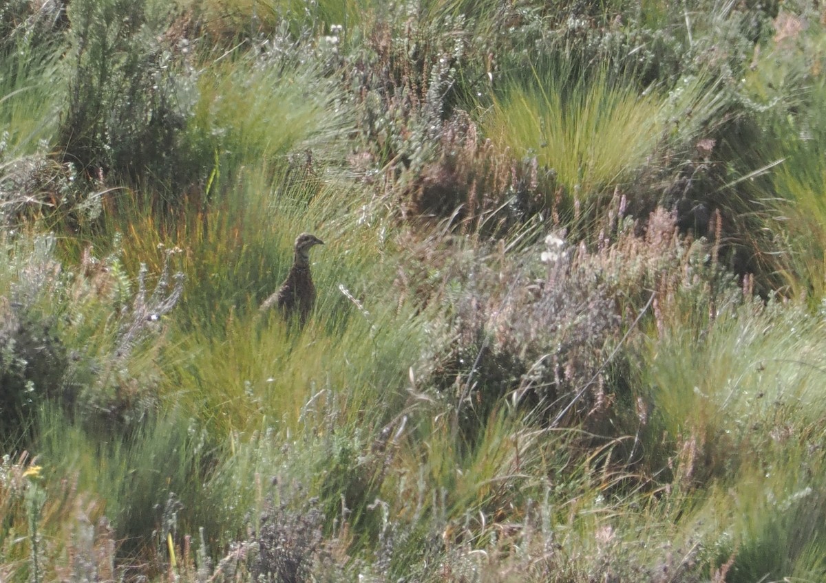 Elgon Francolin - ML647308084