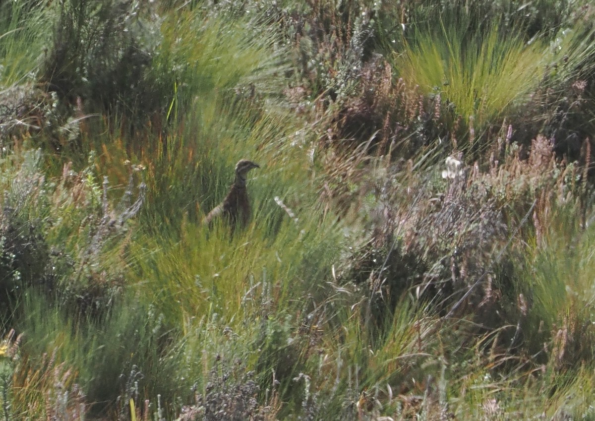 Elgon Francolin - ML647308085