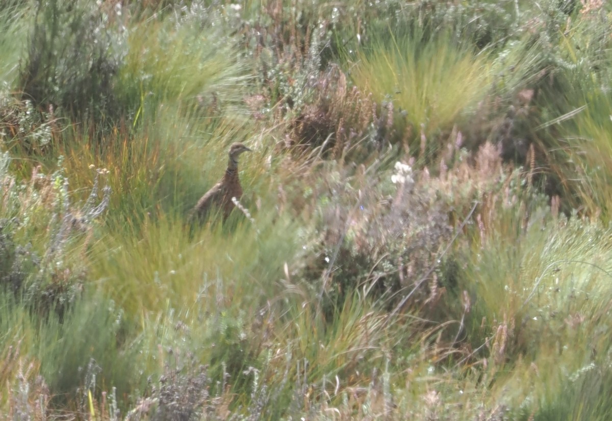 Elgon Francolin - ML647308086