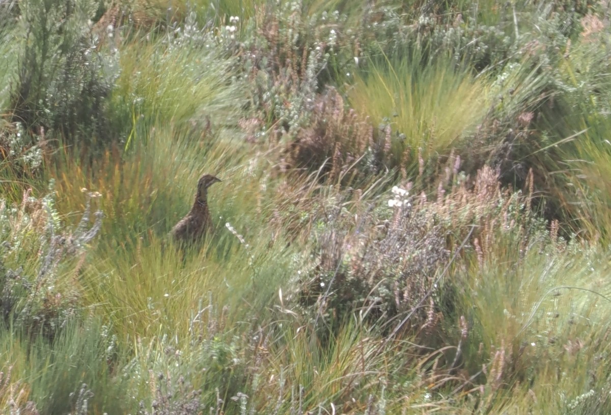 Elgon Francolin - ML647308087