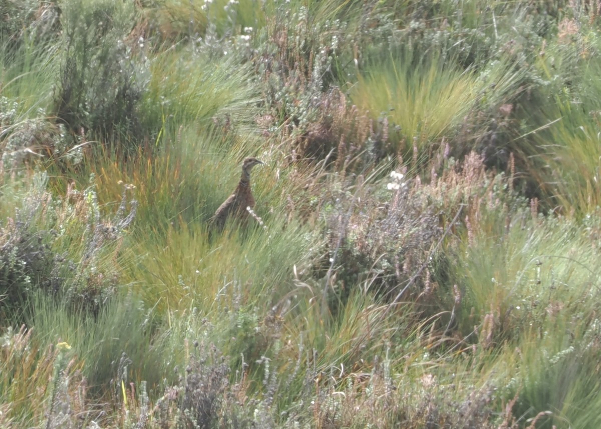 Elgon Francolin - ML647308088