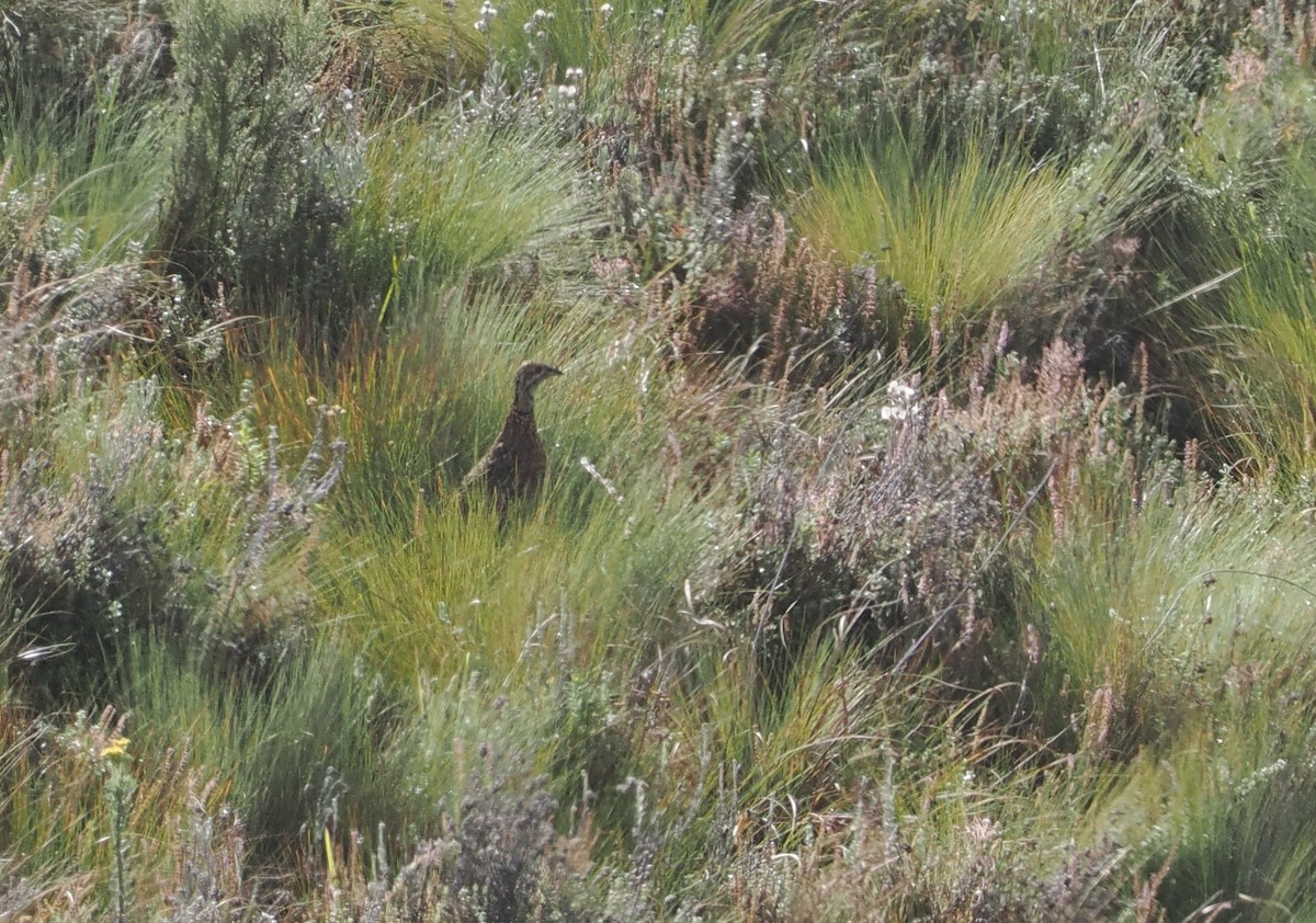 Elgon Francolin - ML647308089