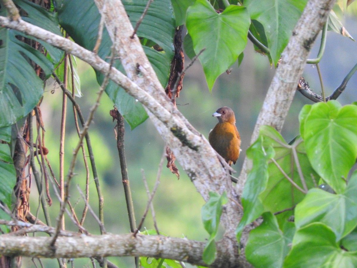 Scarlet-rumped Tanager - ML647308099