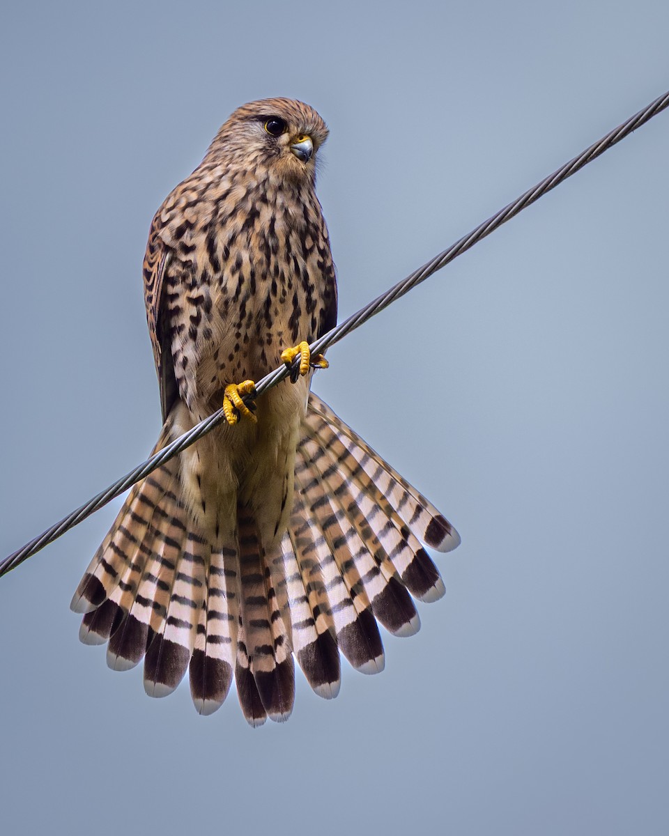 紅隼 - ML647308101