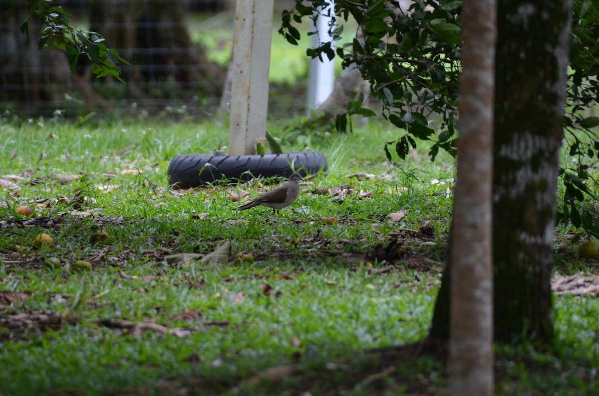 White-tipped Dove - ML647308107